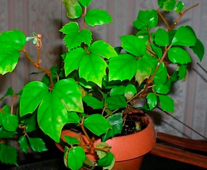 Интересни листа на цветето Rhoicissus