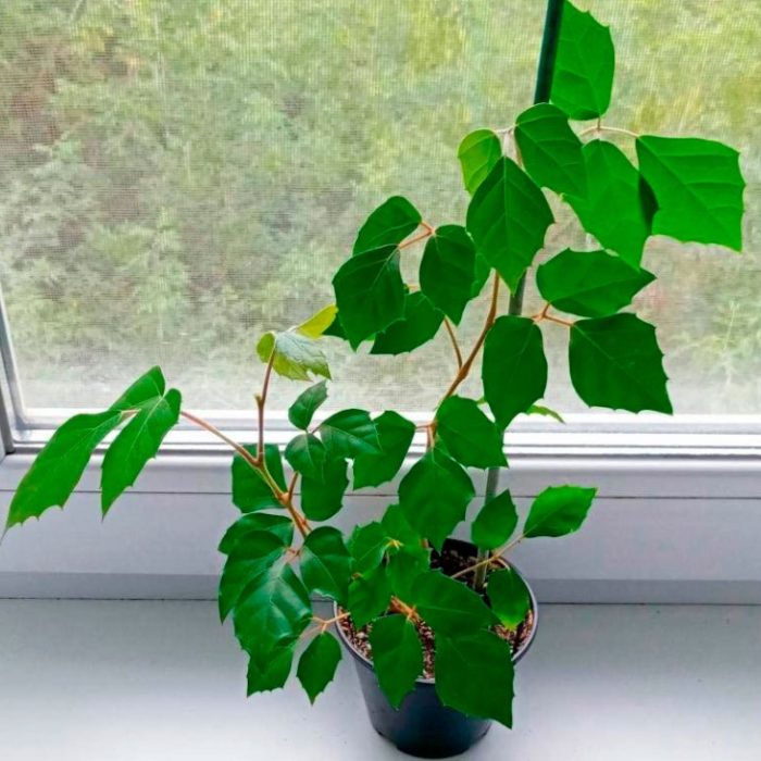 Саксия с роицисус до прозореца