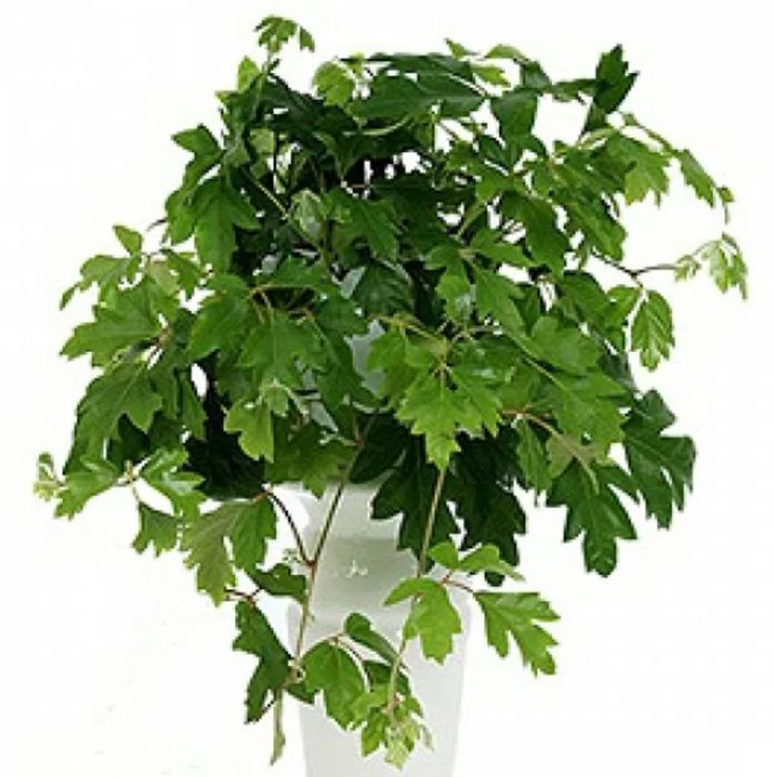 Роицисус в саксия