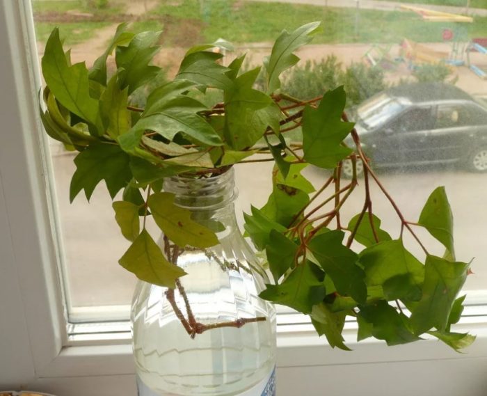 Резници във вода