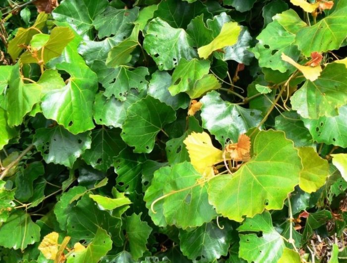 Капски роицис