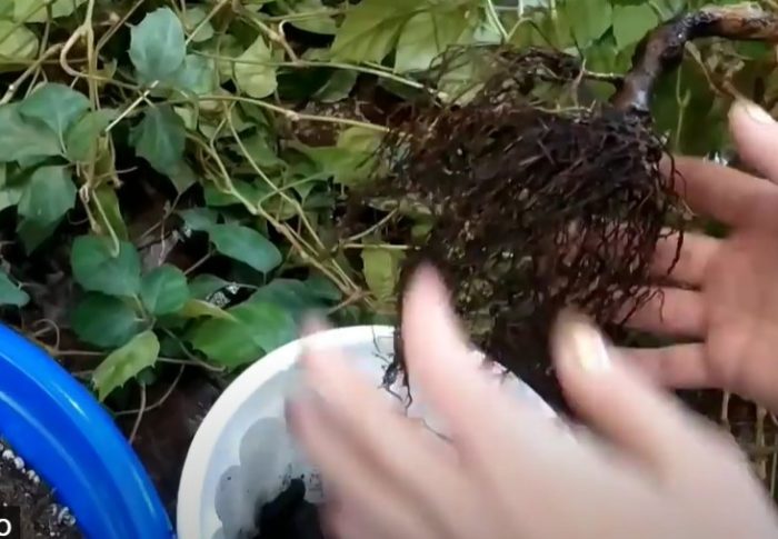 Разделяне на храста