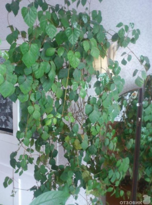 Бреза в стаята