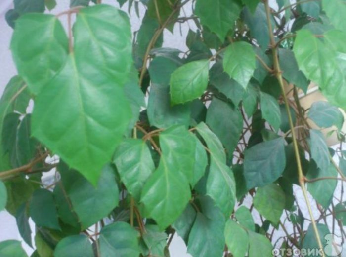 Листа отблизо