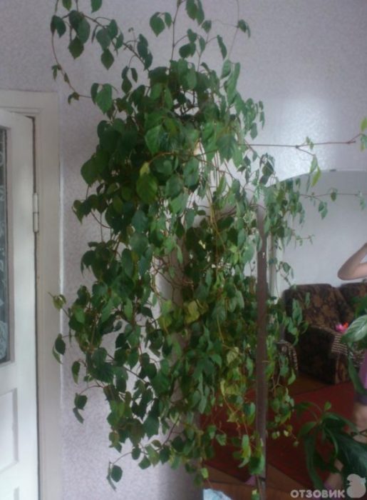 Лиана в стаята