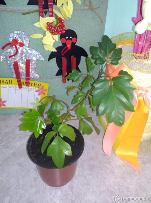 храст Роицисус