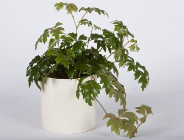 Rhoicissus rhombicus