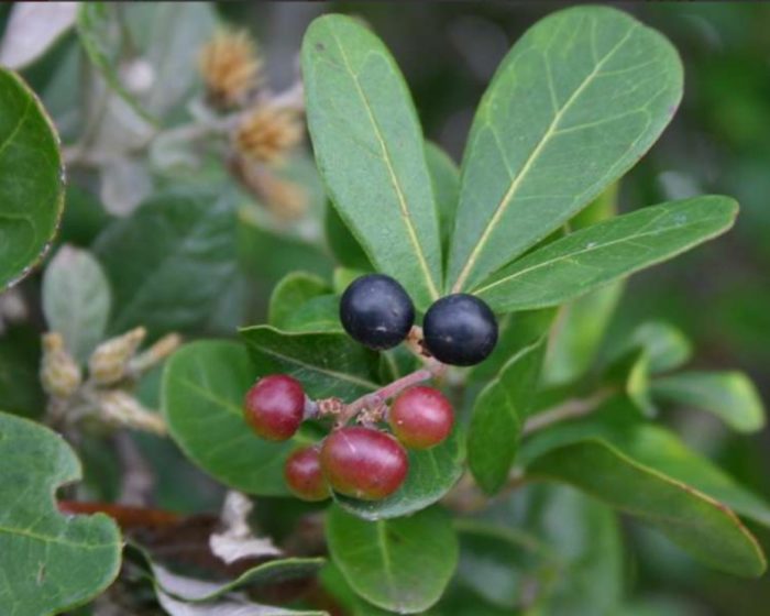 Тризъбият Роицис