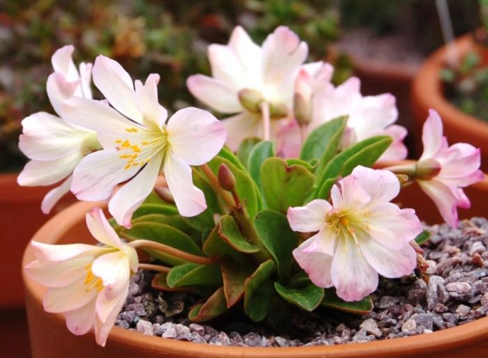 Луизия Туид