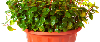 Кализия в саксия