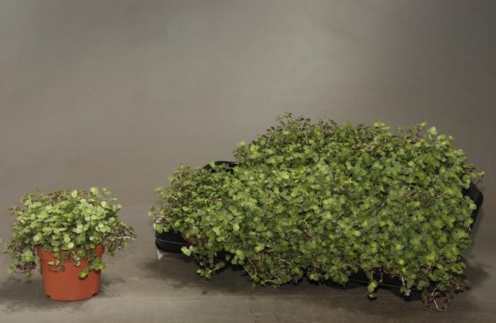 Трансплантация на кализия