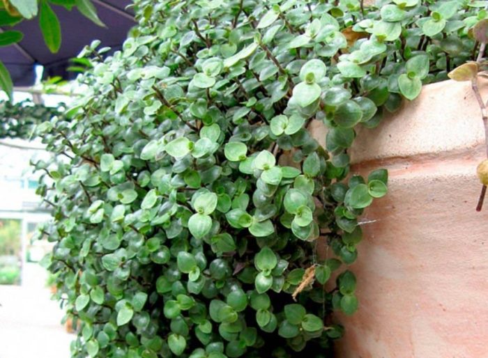 Кализия в пейзажа