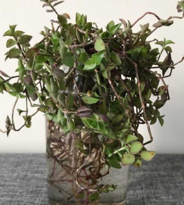 Млади корени на кализия във вода