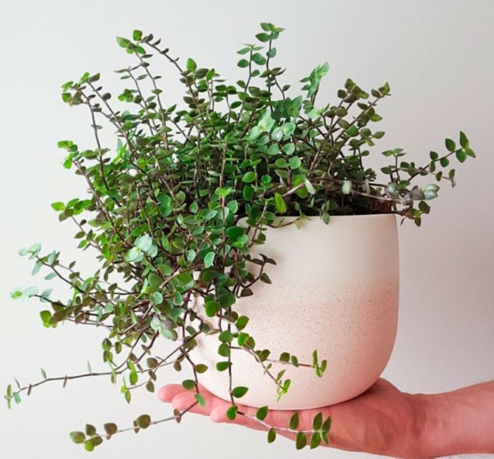 Кализия в саксия