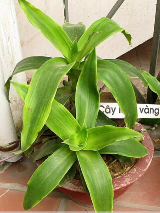 Ароматна кализия