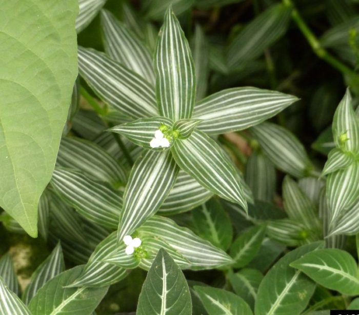 Кализия елеганс