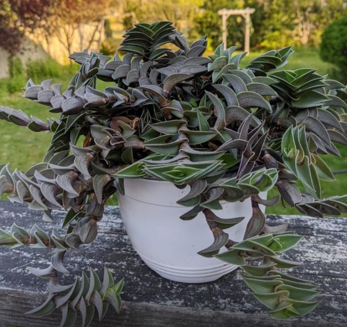 Кализия скафоидна