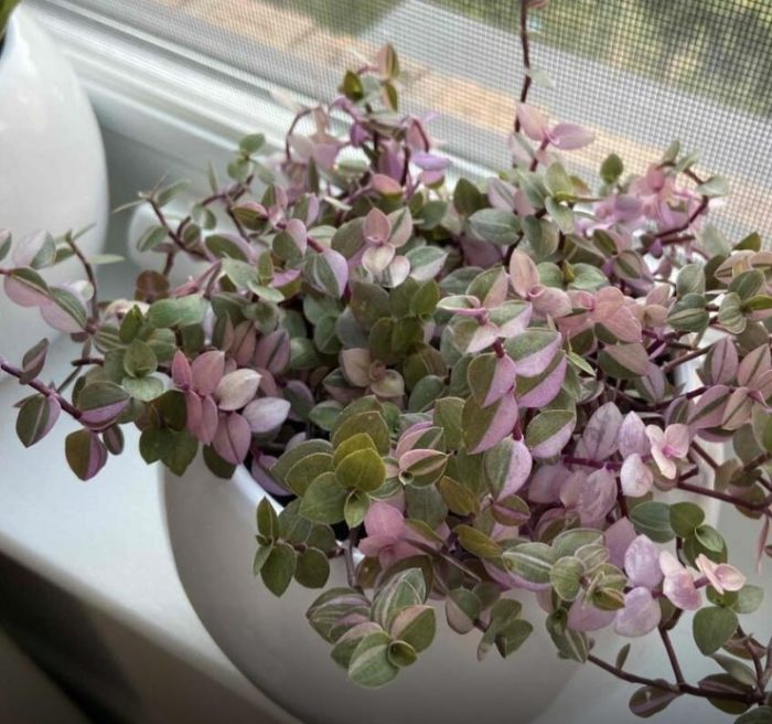 Кализия на прозореца