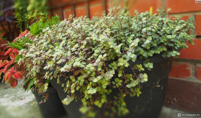 Кализия на балкона