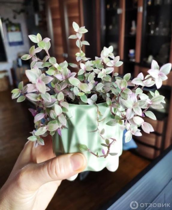 Пораснала кализия