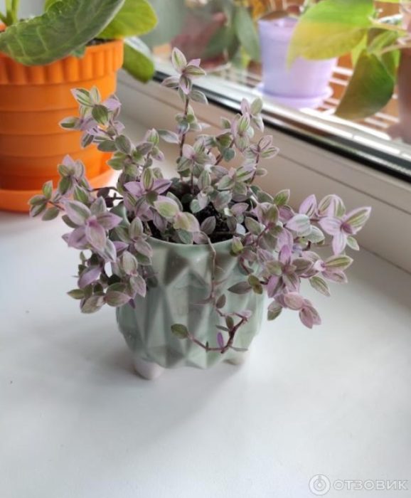 Красив храст на прозореца