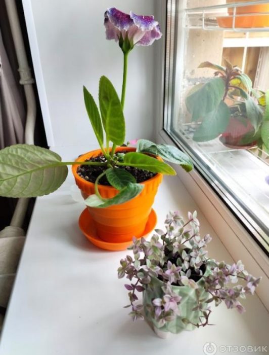 Непретенциозно растение