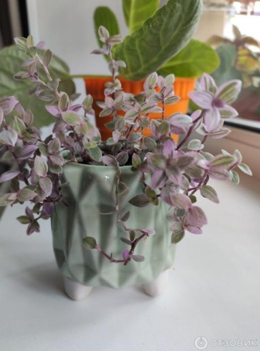 Кализия в саксия