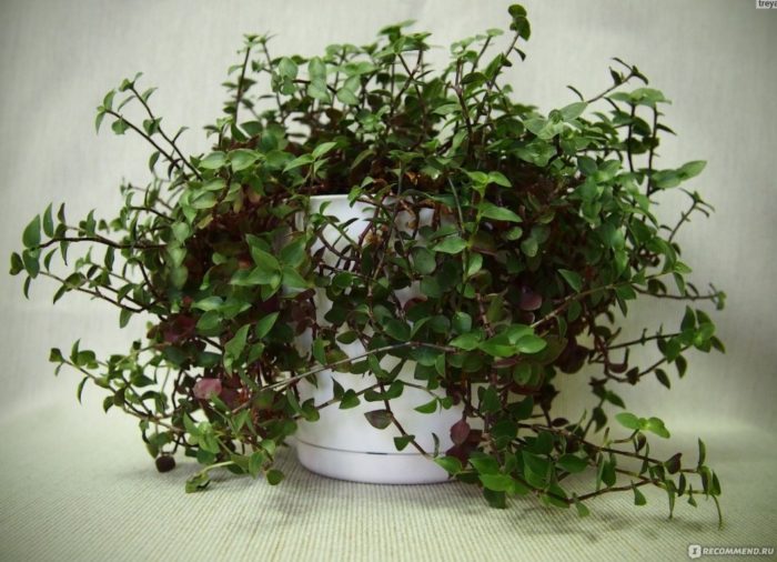 Калисия в стаята