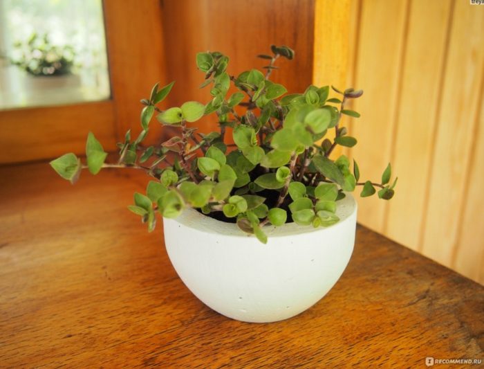 Кализия в саксия