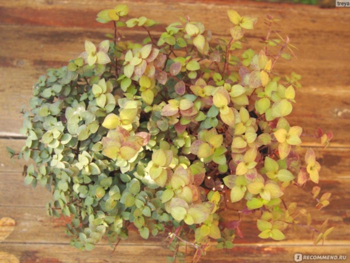 Жълтеникава кализия