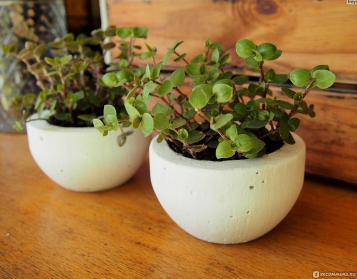 Кализия в саксии