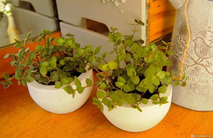 Преглед на Калисия