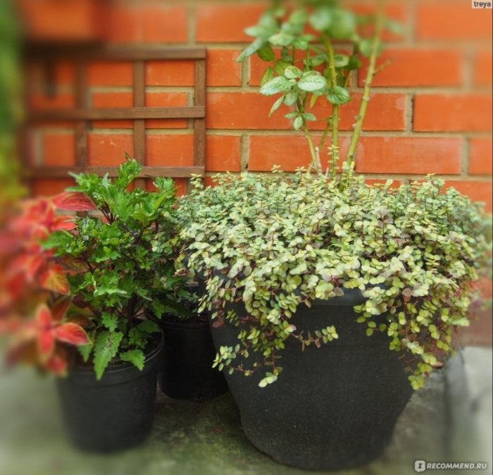 Кализия шапака