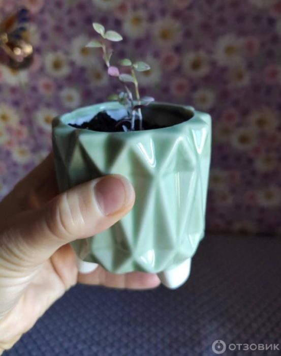 Малък филизин в саксия