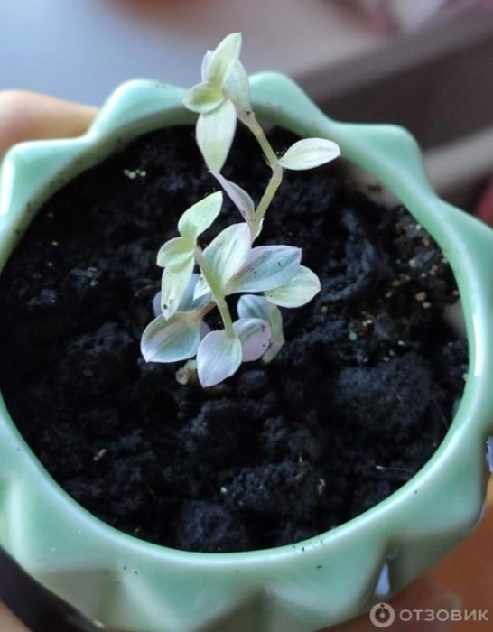 Бебешка Кализия