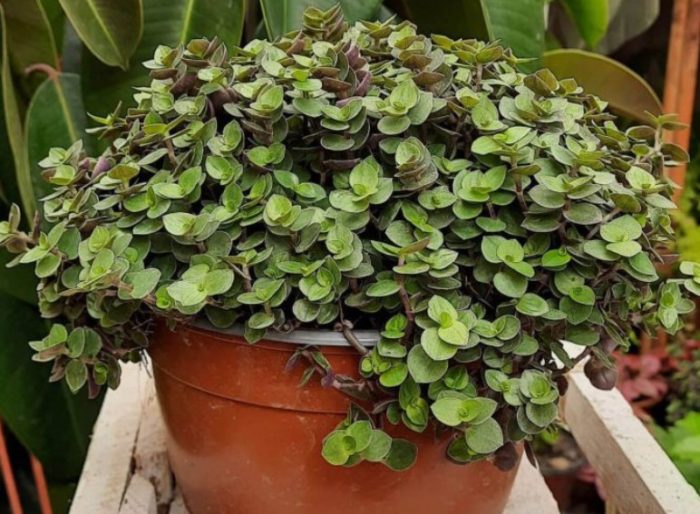 Кализия репенс