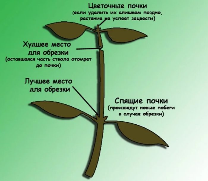 Как правилно да прищипваме растение