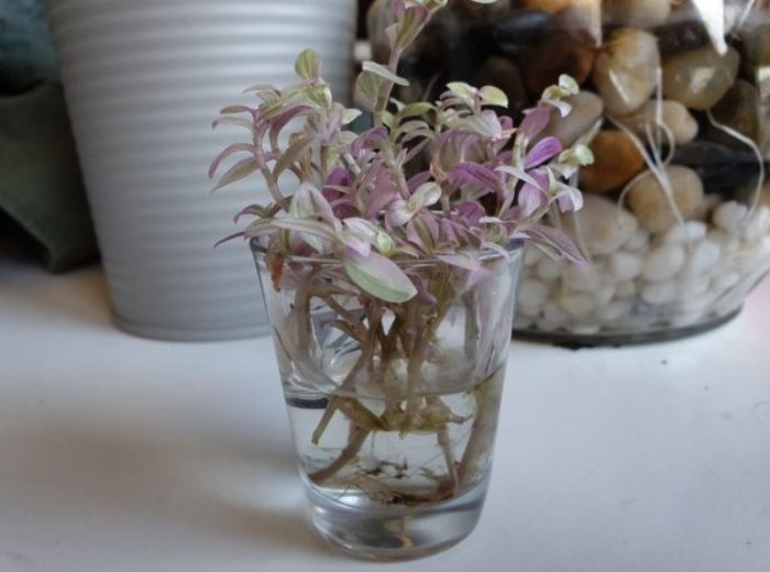 Резници от кализия