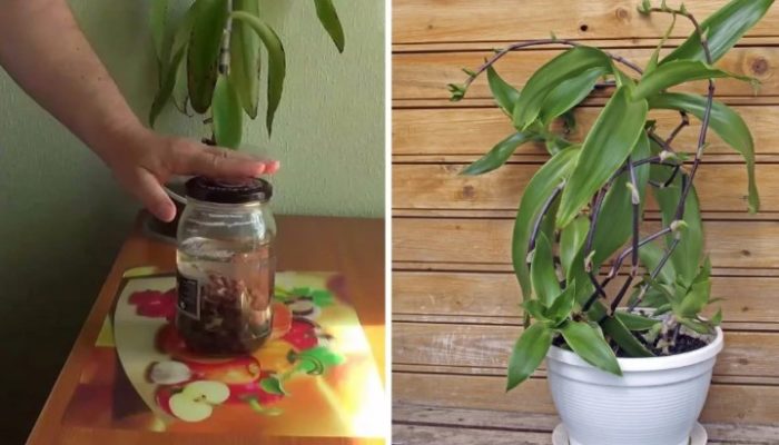 Златни мустаци и тинктура