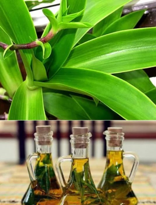 Масло от златен мустак