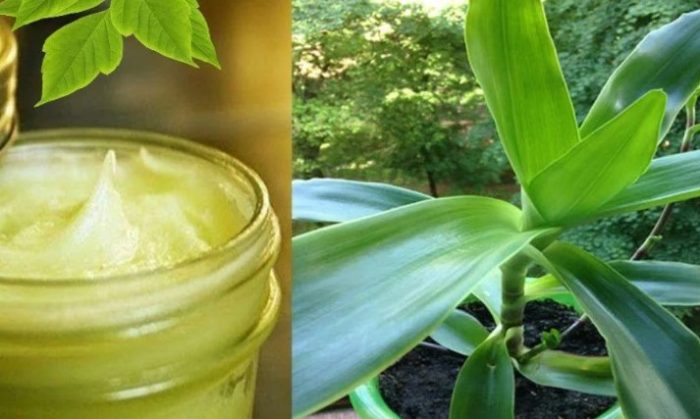 Мехлем от кализия