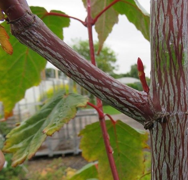 „Кленът на Дейвид“ от Джордж Форест Разнообразие Джордж Форест