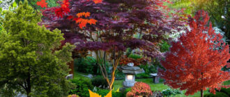 Разнообразие от кленове