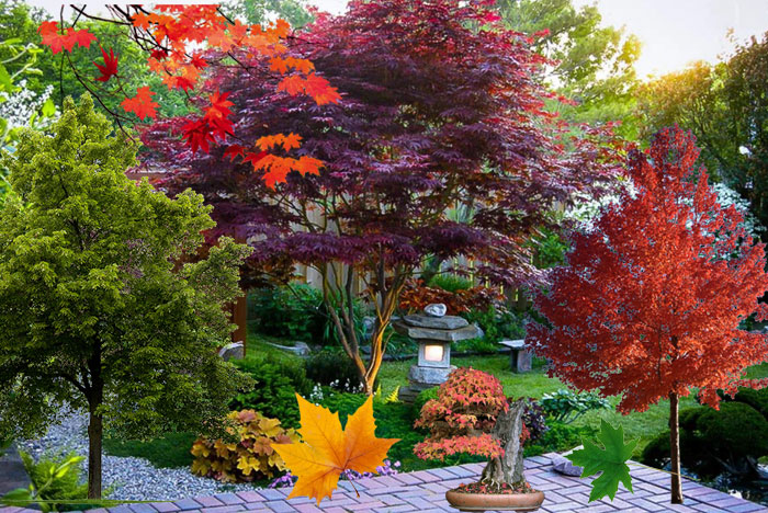 Различни кленове Разнообразие от кленове