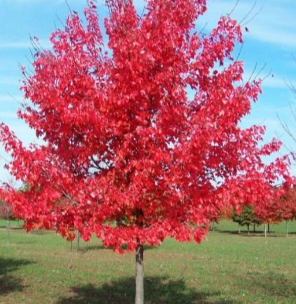 Клен с алени листа Червен клен