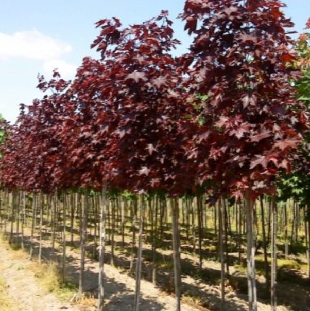 Тъмно бордо листа Норвежки клен с лилави листа