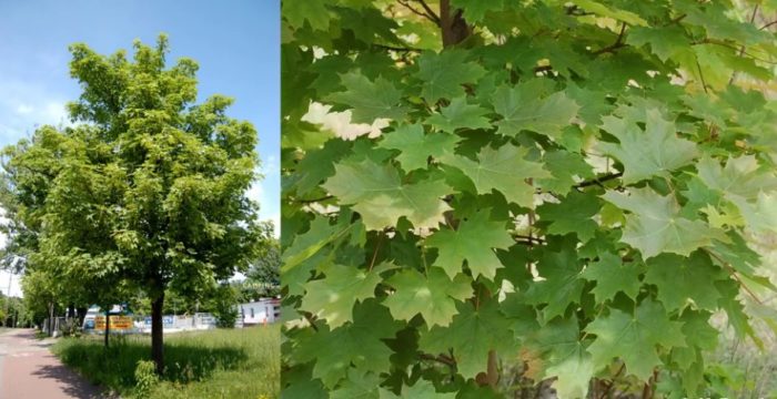 Норвежки клен Норвежки клен