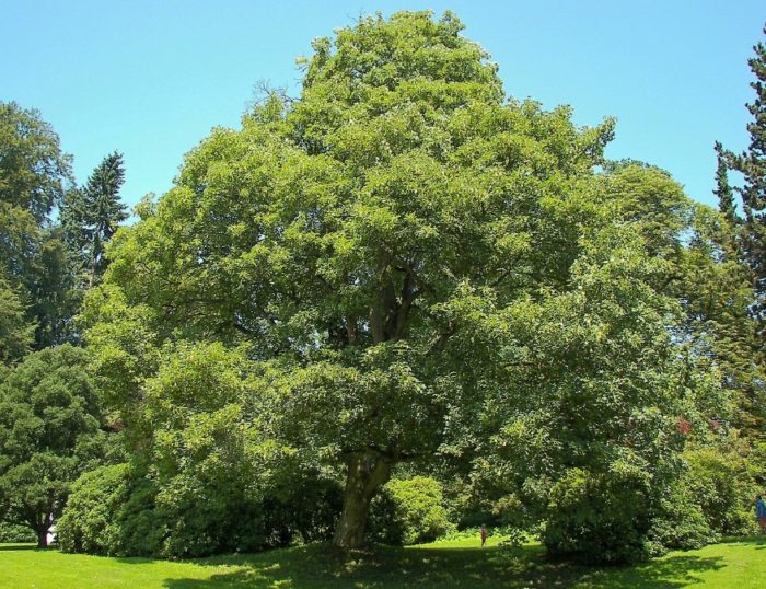 Зелен клен Голямо кленово дърво