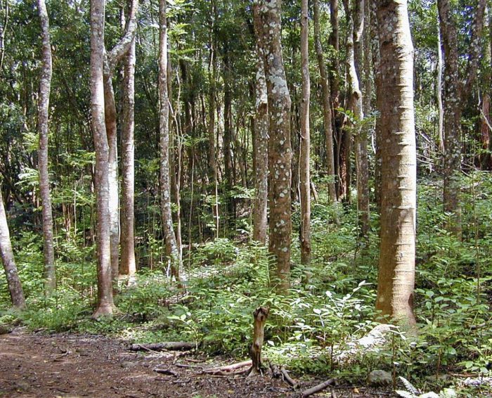 Флиндерсия брайлеяна Австралийски клен