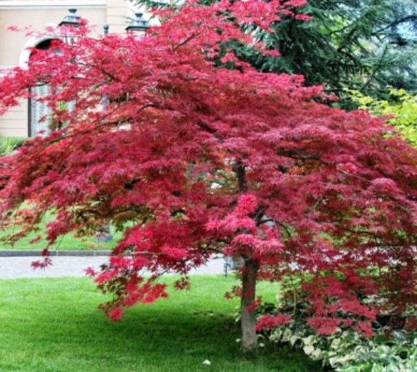 Червен клен Клен Атропурпуреум